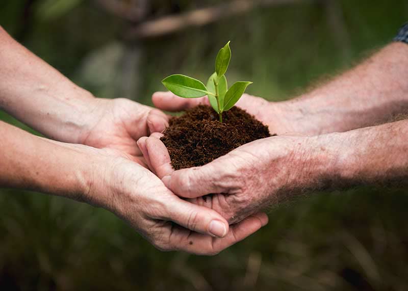 Dois pares de mãos segurando juntos uma muda de planta rodeada por terra e raízes